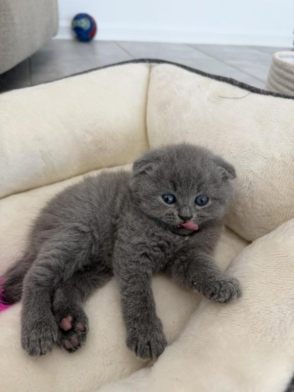 Scottish Fold Blue Boy photo 28