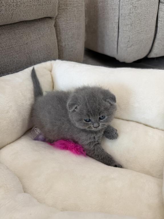 Scottish Fold Blue Boy photo 24