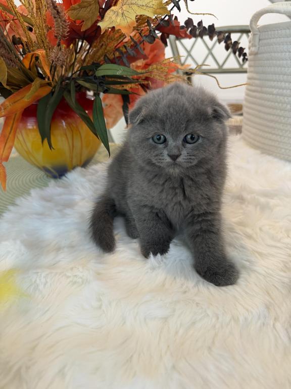 Scottish Fold Blue Boy photo 3