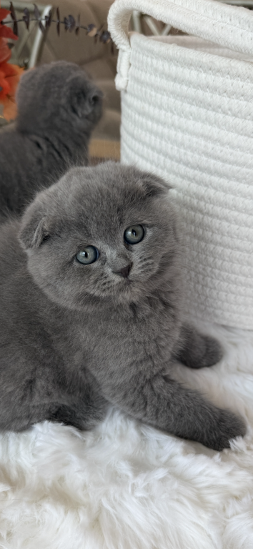 Scottish Fold Blue Boy photo 16