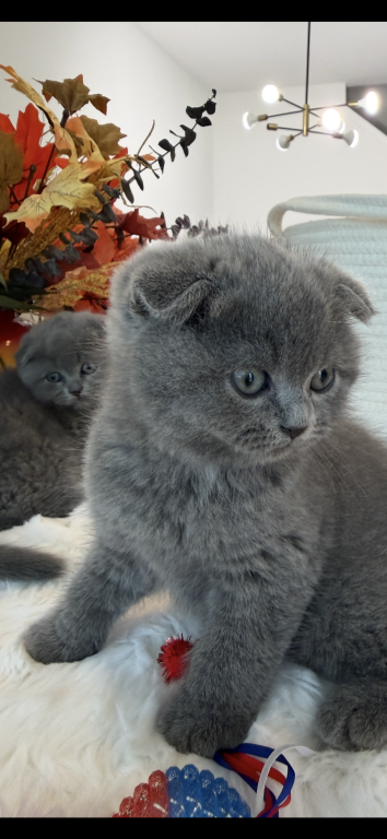 Scottish Fold Blue Boy photo 8