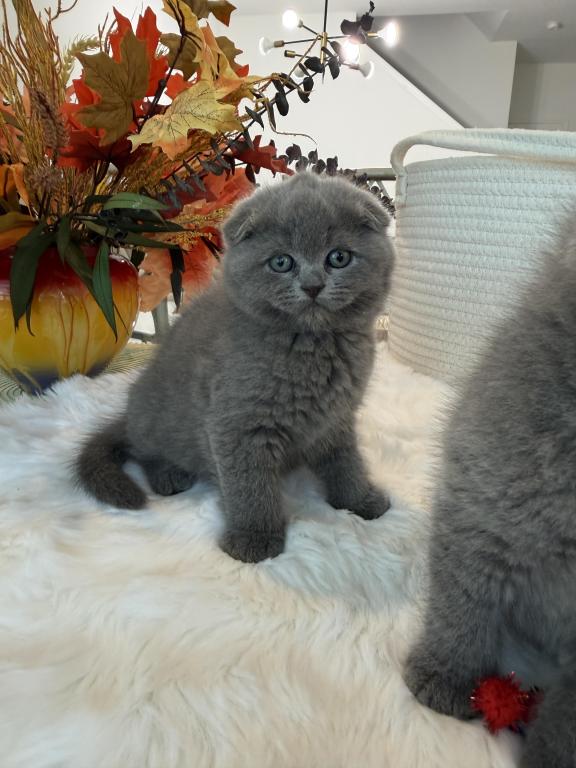 Scottish Fold Blue Boy photo 1