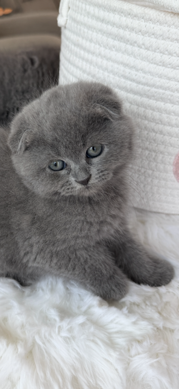 Scottish Fold Blue Boy photo 17