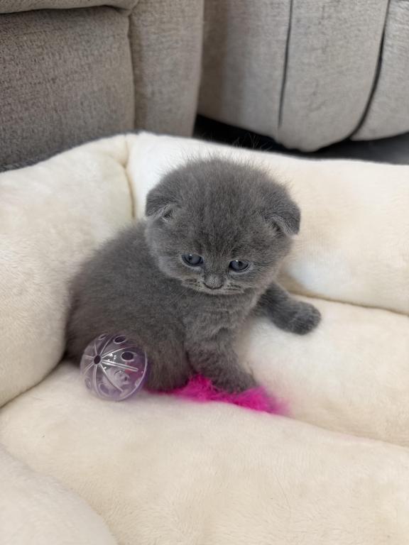 Scottish Fold Blue Boy photo 21