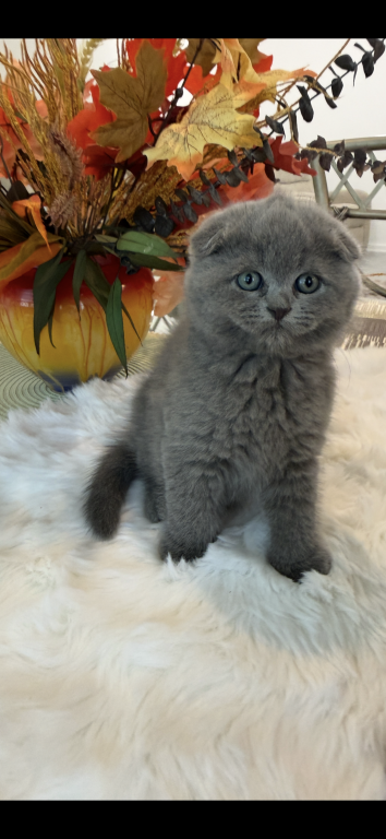 Scottish Fold Blue Boy photo 9