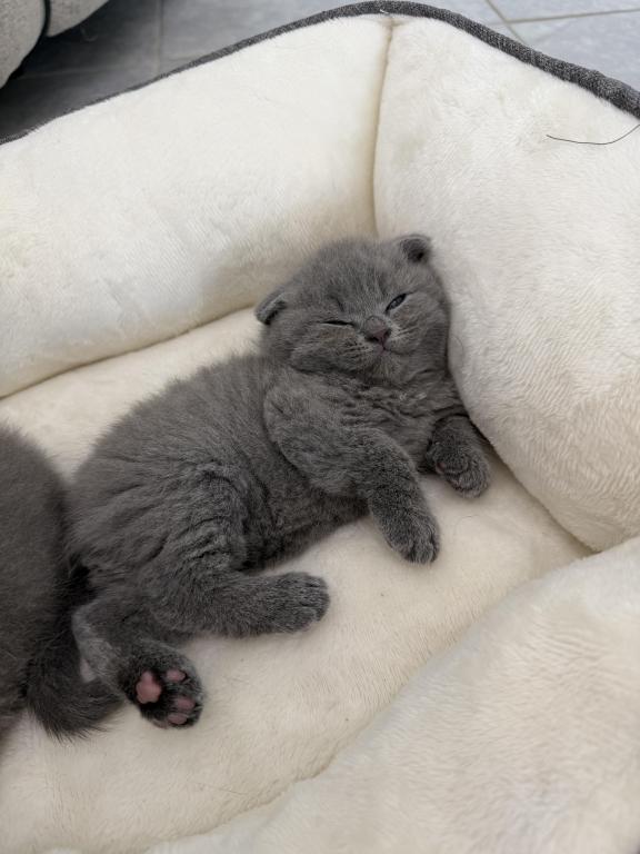 Scottish Fold Blue Boy photo 30