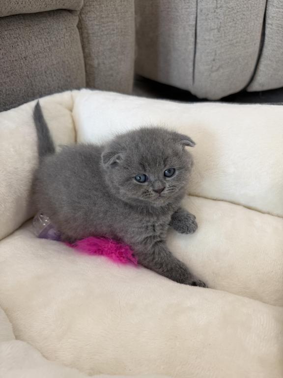 Scottish Fold Blue Boy photo 23