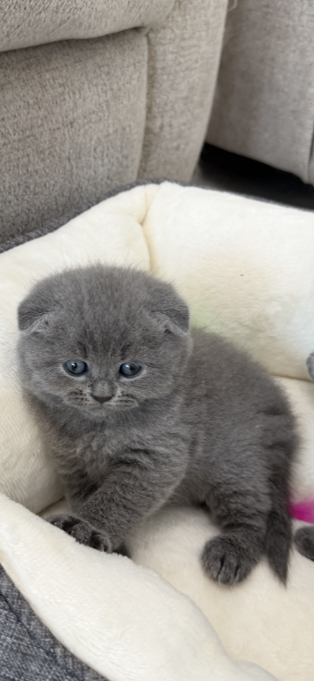 Scottish Fold Blue Boy photo 19