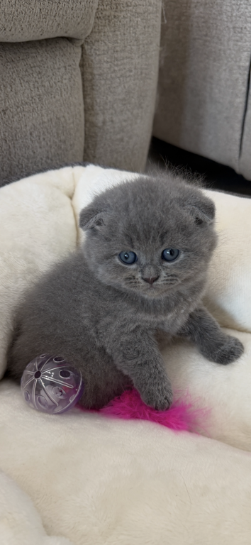 Scottish Fold Blue Boy photo 18