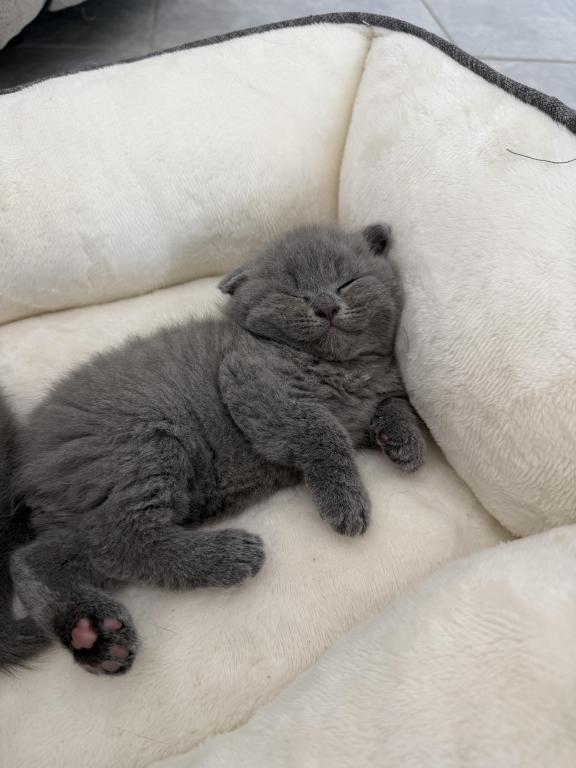 Scottish Fold Blue Boy photo 31