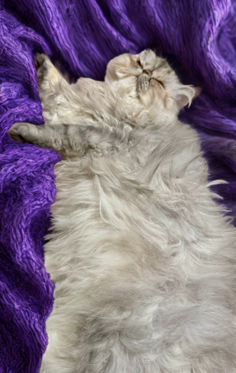 SP05 Iris Diluted Tortie Smoke photo 2