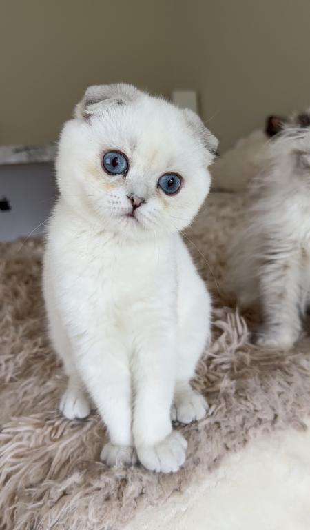Silver Point Chinchilla Boy photo 9