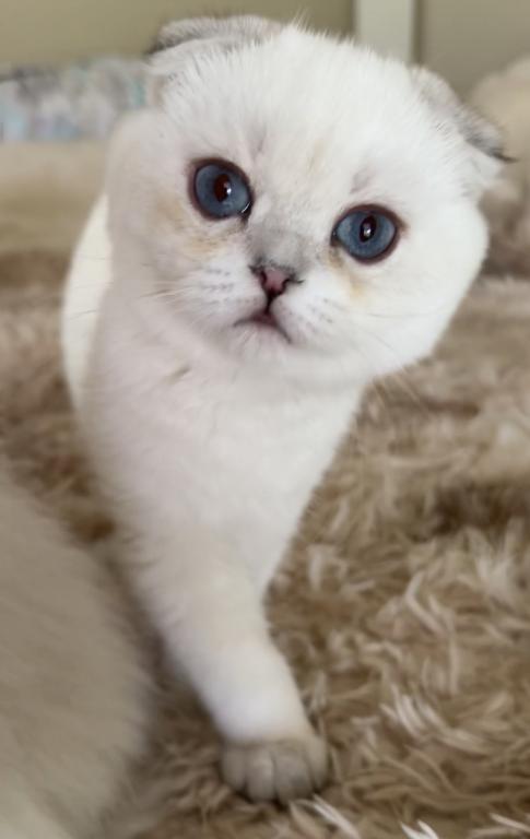 Silver Point Chinchilla Boy photo 3