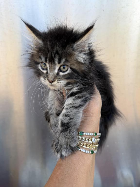 Brown Silver Tabby photo 2