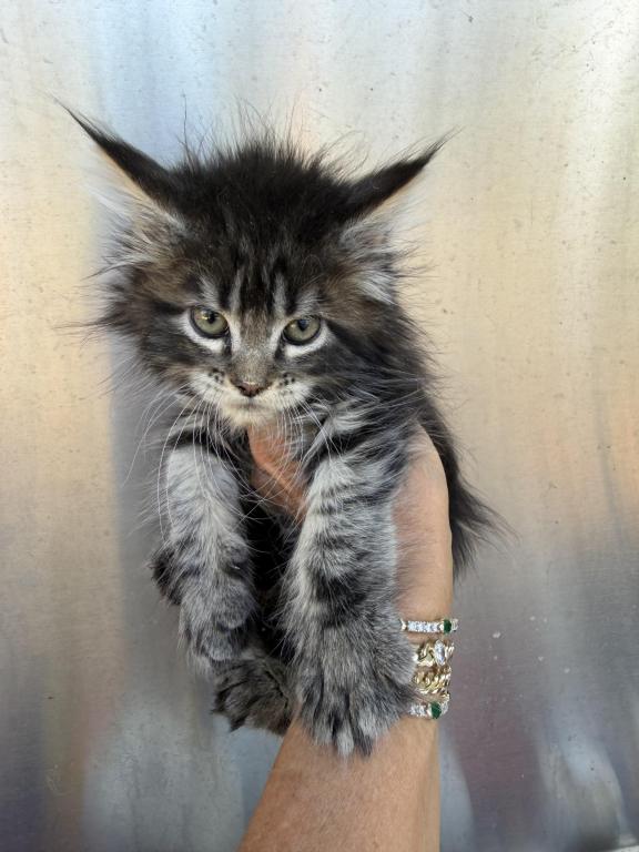 Brown Silver Tabby photo 1