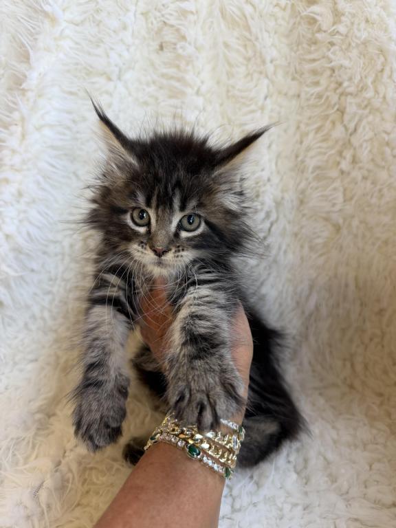 Brown Silver Tabby photo 3