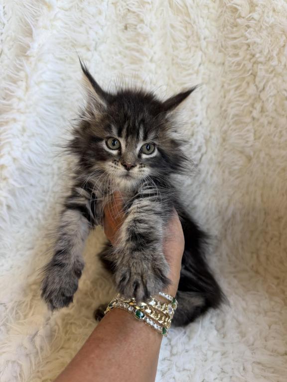 Brown Silver Tabby photo 4