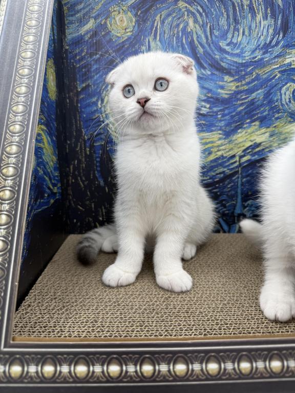 Snowys Litter photo 2