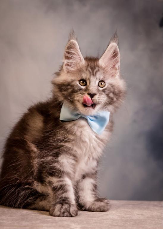 Valmont Maine Coon Male photo 3