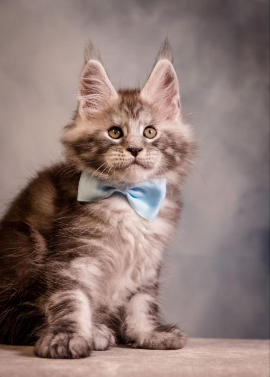 Valmont Maine Coon Male photo 2