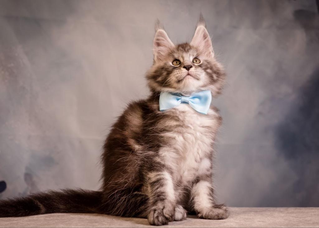 Valmont Maine Coon Male photo 1