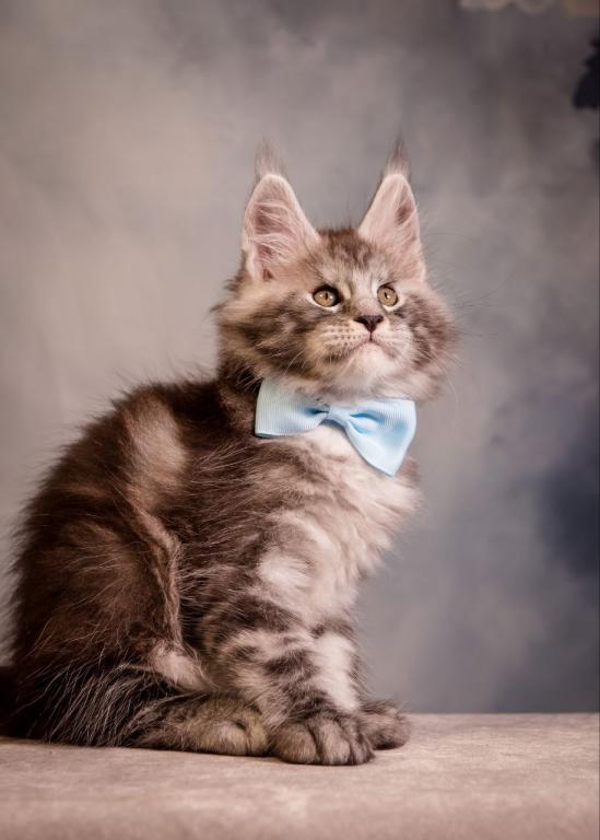 Valmont Maine Coon Male photo 4