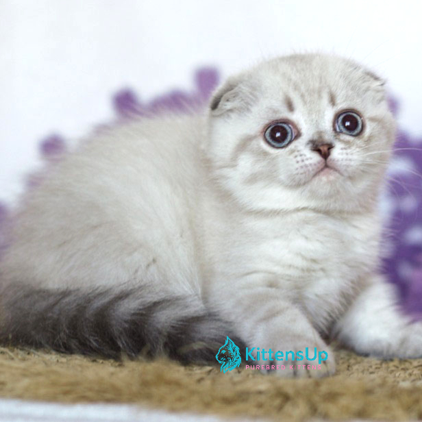 Uty Puty photo 1