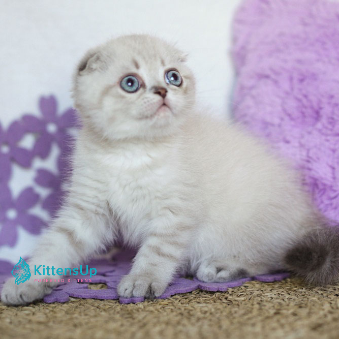 Uty Puty photo 3