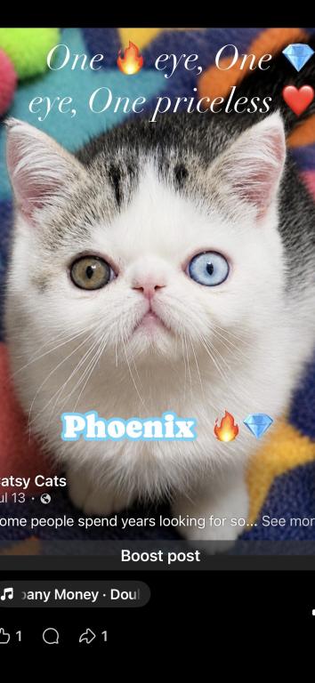 Odd Eye Rare Exotic Persian Kitten photo 2