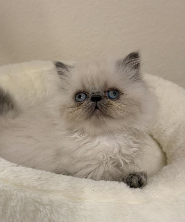 Hugo photo 1