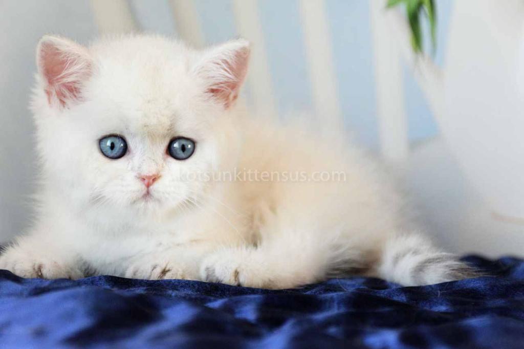 Topaz Chunky Silver Boy Ns 12 British Shorthair photo 5