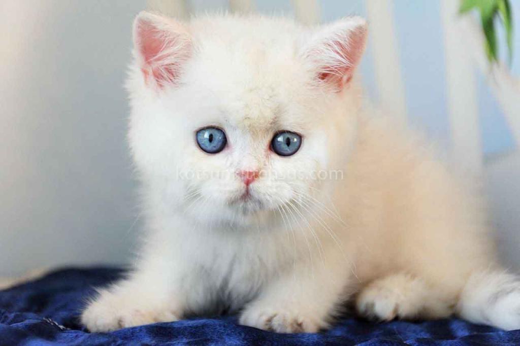 Topaz Chunky Silver Boy Ns 12 British Shorthair photo 4