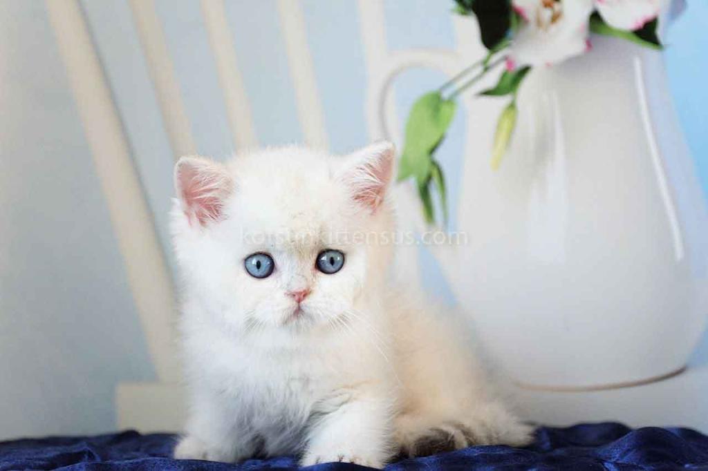 Topaz Chunky Silver Boy Ns 12 British Shorthair photo 2