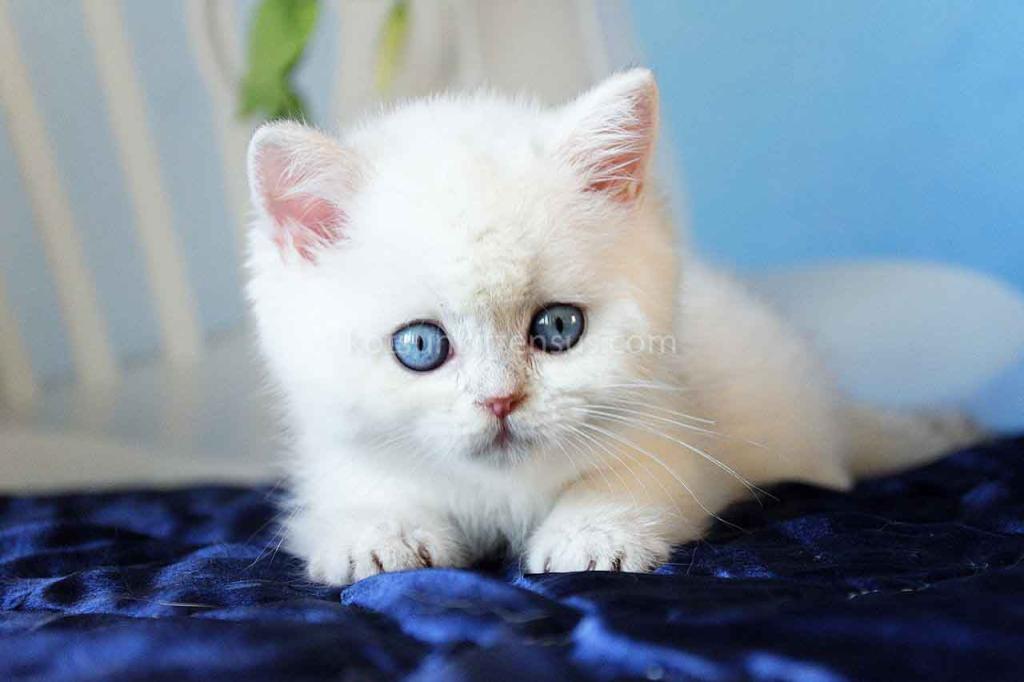 Topaz Chunky Silver Boy Ns 12 British Shorthair photo 6