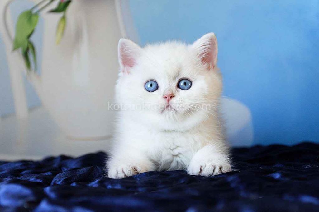 Topaz Chunky Silver Boy Ns 12 British Shorthair photo 1