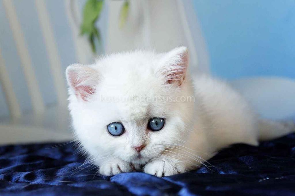 Topaz Chunky Silver Boy Ns 12 British Shorthair photo 3