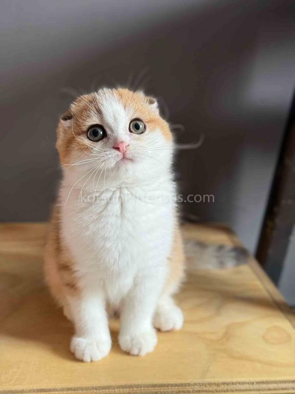 Golden Bicolor Scottish Fold Shorthair Girl photo 1