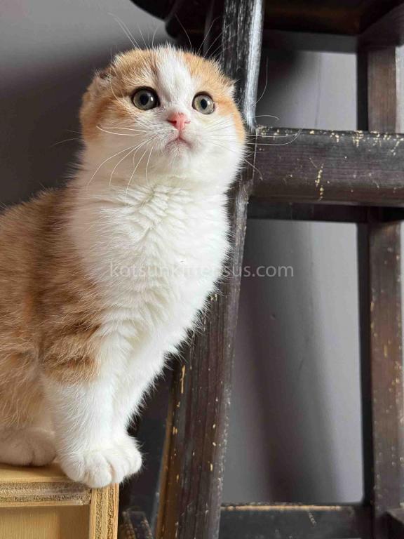 Golden Bicolor Scottish Fold Shorthair Girl photo 8