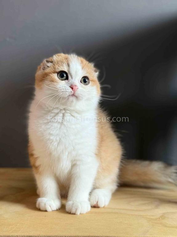Golden Bicolor Scottish Fold Shorthair Girl photo 4