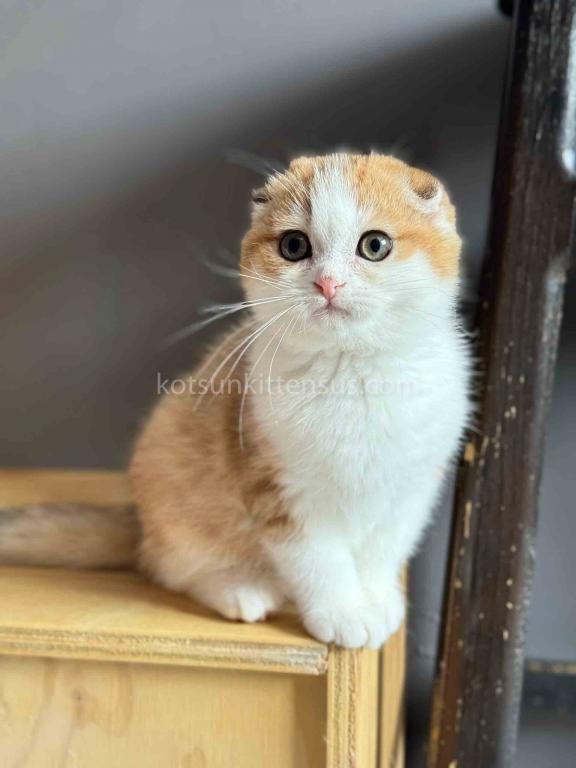 Golden Bicolor Scottish Fold Shorthair Girl photo 6