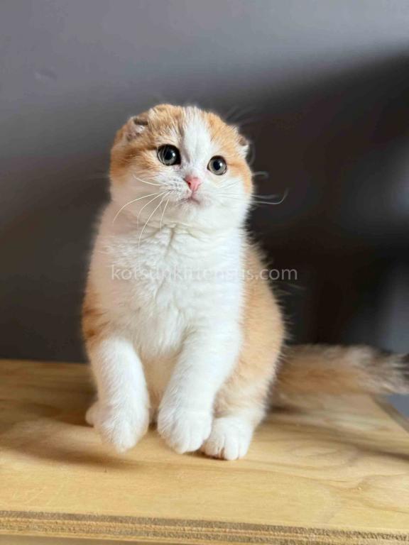 Golden Bicolor Scottish Fold Shorthair Girl photo 3