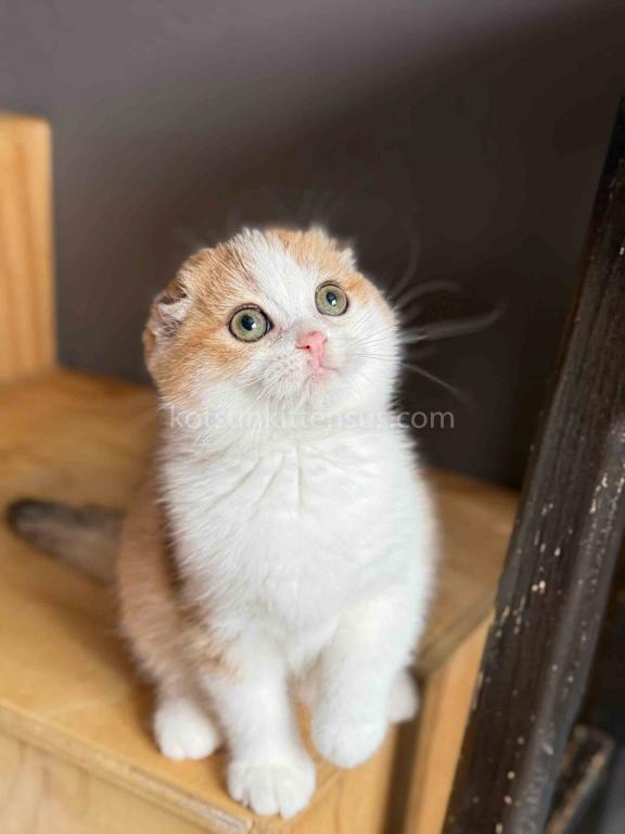 Golden Bicolor Scottish Fold Shorthair Girl photo 7