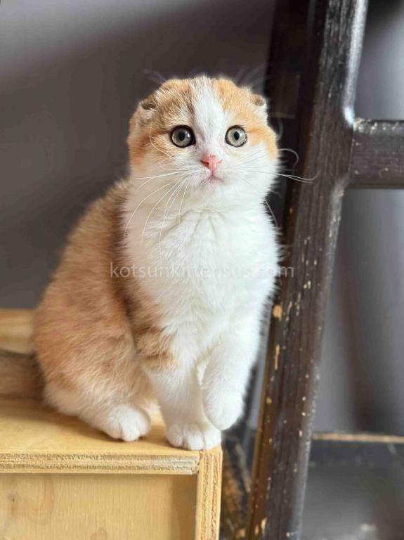 Golden Bicolor Scottish Fold Shorthair Girl photo 9