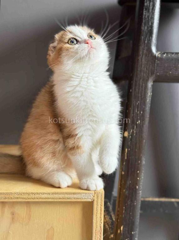 Golden Bicolor Scottish Fold Shorthair Girl photo 5