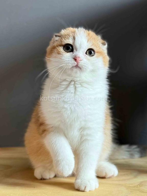 Golden Bicolor Scottish Fold Shorthair Girl photo 2