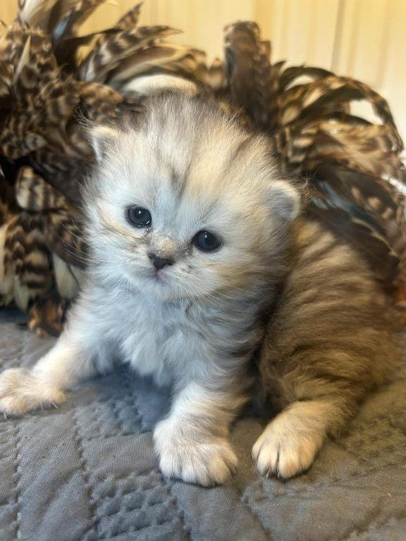 Maddie Mac Litter 3 Week 3 photo 24