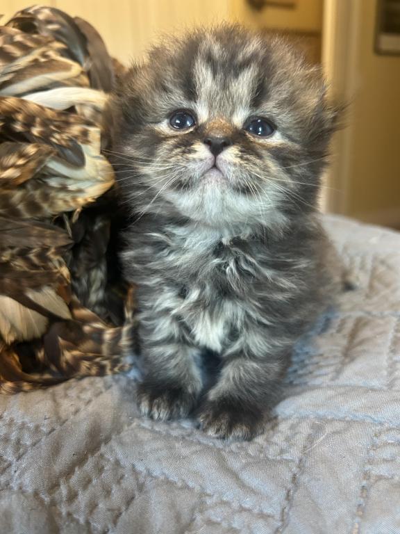Maddie Mac Litter 3 Week 3 photo 34