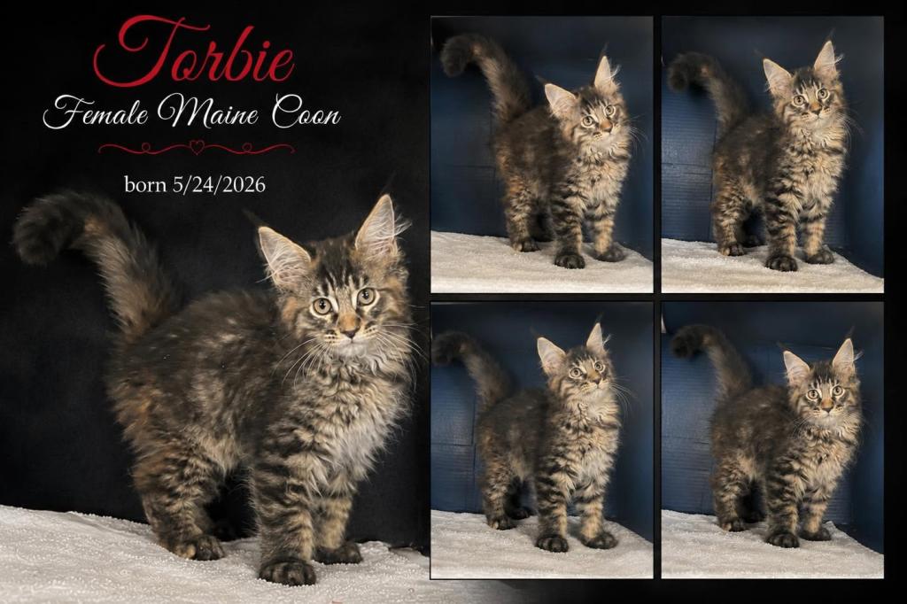 Sassy's Torbie