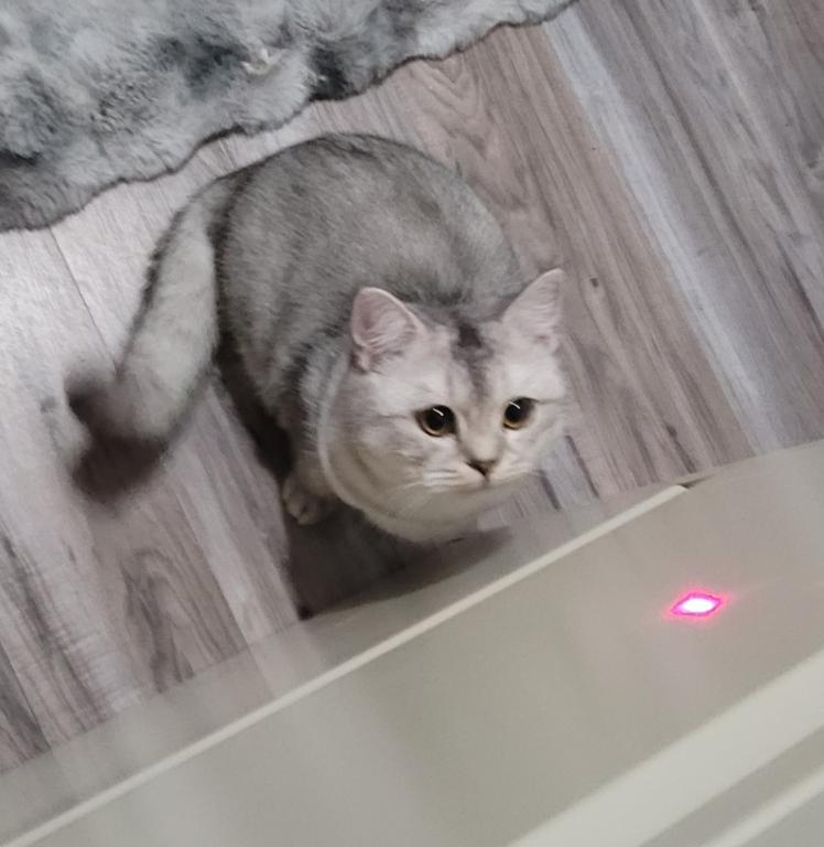 Silver photo 19