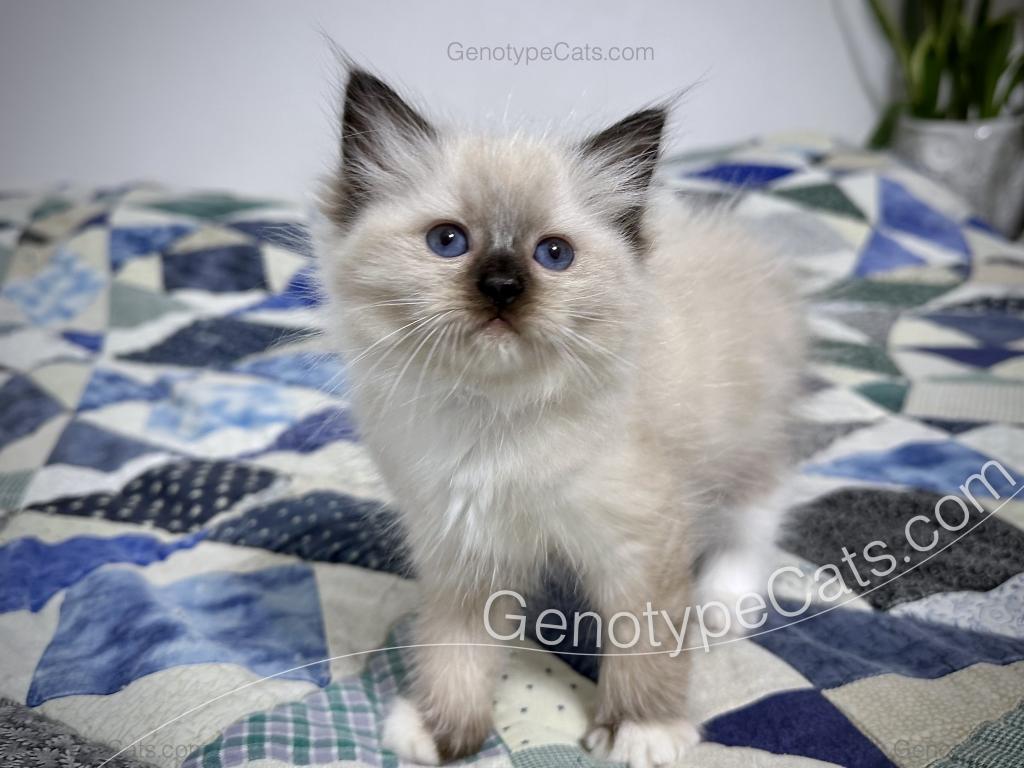 Minerva photo 12